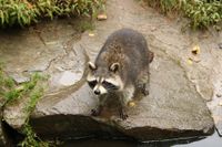 raccoon-6618204_1920